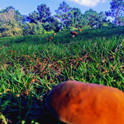 freetoedit myinspiration photographychallenge field mushrooms beauty nature pcmyinspiration