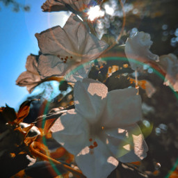 flower lensflare italy sunshine coloful