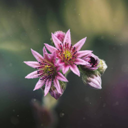 flower autumn together nature naturelover photography pink purple tinyflower freetoedit