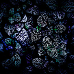 leaves rohankakde4 glow text glowing