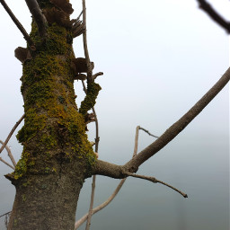 tree nature branch foggy freetoedit