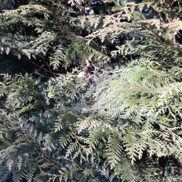 pinetree green nature leaves leaf photo
socials:
pinterest: photo