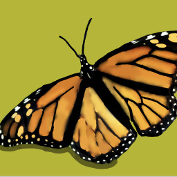 freetoedit butterfly butterflys butterflyeffect butterflywings colourful colors yellow bright