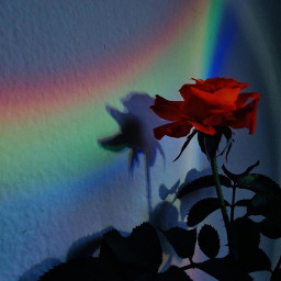 background backgrounds backgroundchange aestheticwallpaper aestheticbackground rose rainbow