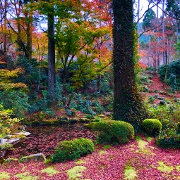 sanzen kyoto ōhara japan autumn fall garden nature pcnaturethroughmyeyes naturethroughmyeyes