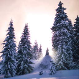 freetoedit trees sunset mountain winter winterforest
