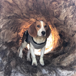 beagle beaglepuppy puppy dog wood log inalog noedit nofilter photography myphoto myphotography brown hound hounddog