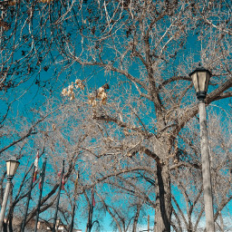 february beautifulbabyblue trees love myphotography