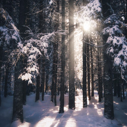 freetoedit france snow forest sunshine silence nature