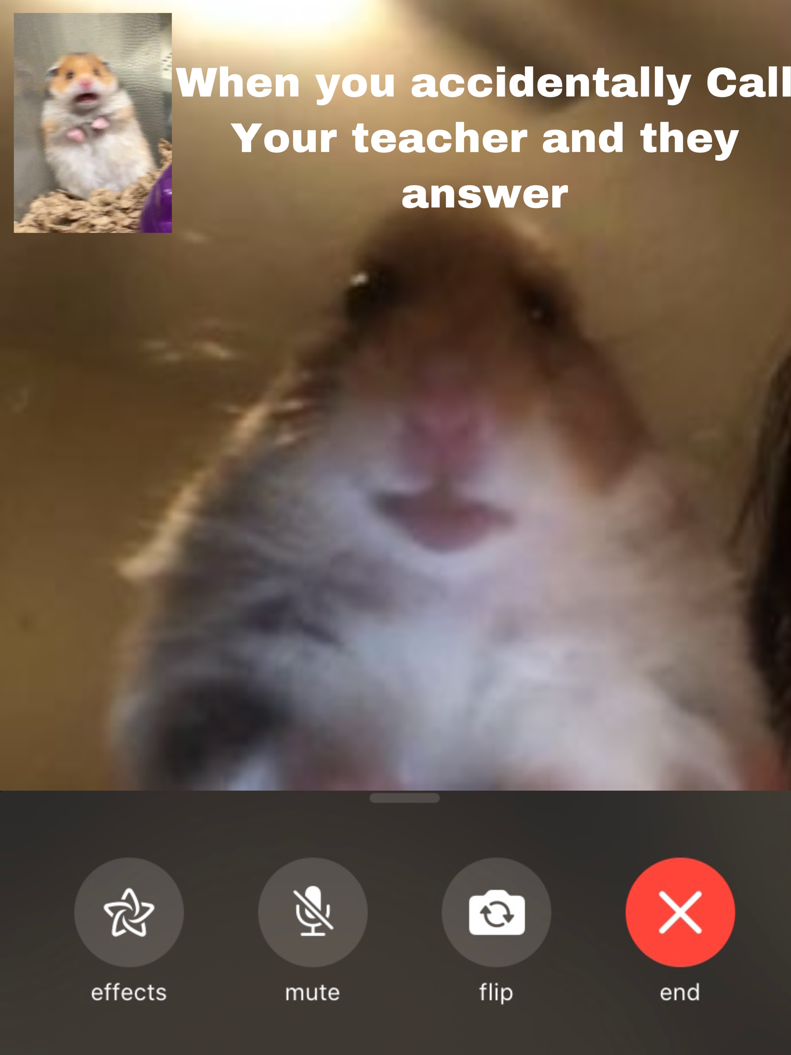 Hamster calling meme