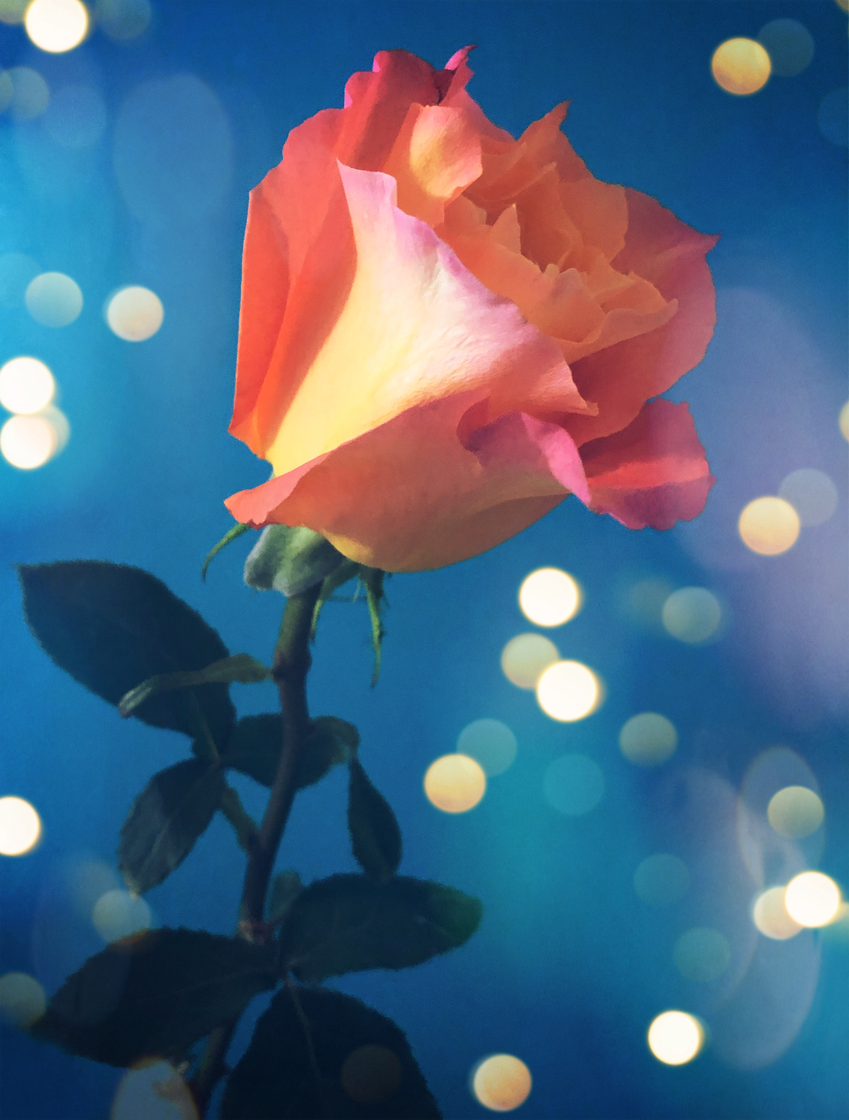 🧡 #rose #flower #flowerphotography #bokeh #bokeheffect #orangerose #beautiful #dream