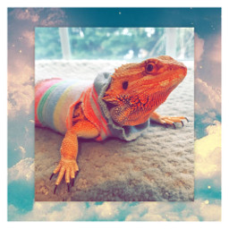 reptile beardeddragon wholesome mychild sweaters freetoedit