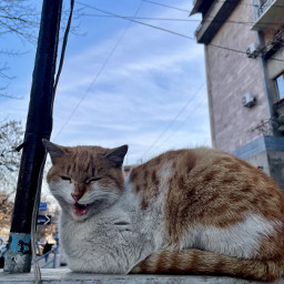streetphotography streetcat catsofpicsart catsphotography yerevan