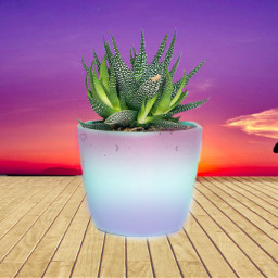 plant nature galaxy ground floor wood woodenfloor sun clouds hearts heart stome colours dripping challange ircdesignthevase designthevase freetoedit