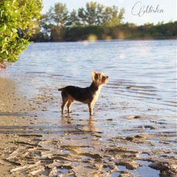 dog beachphoto