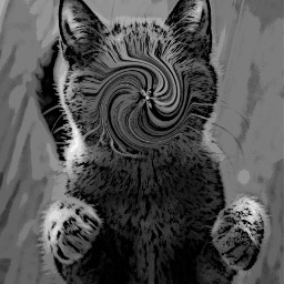 freetoedit unsplash cat cursed cursedcat cursedimage animal notcute scarycat