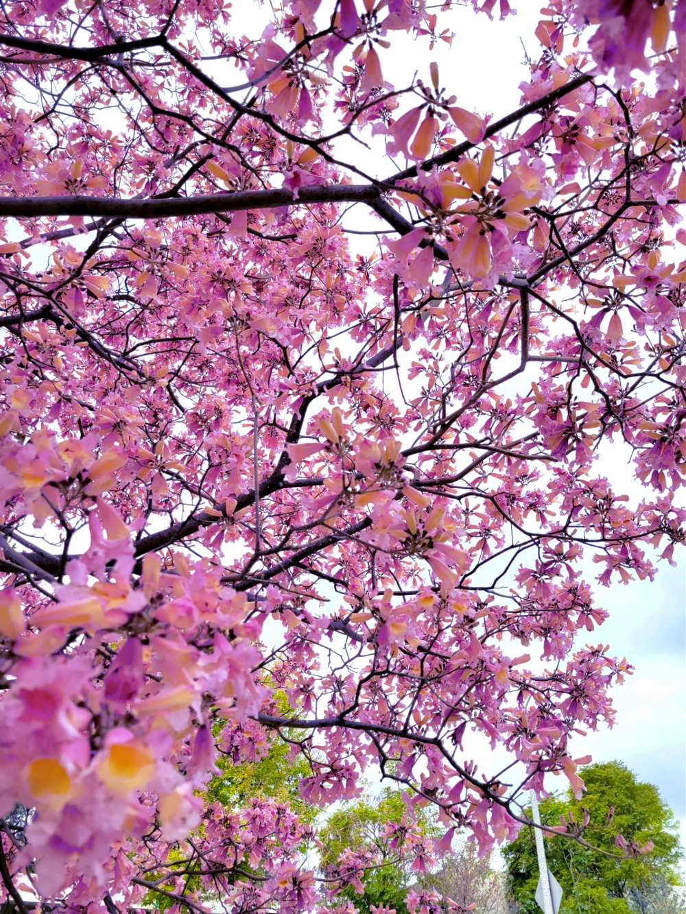 #spring #flowers 