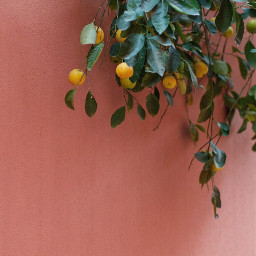 arkaplan duvarkağıdı wallpaper background leaf yaprak freetoedit