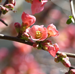 blossoms spring myphoto freetoedit