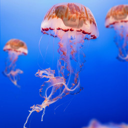 freetoedit jellyfish editbyme surrealism jellyfishbaby