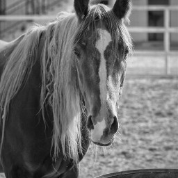 freetoedit horse blackandwhite photography