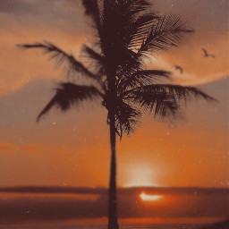 beach palmtree freetoedit