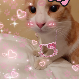 cat kitty hello hellokitty kitten aesthetic pink bow