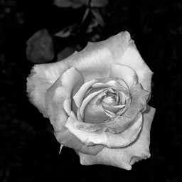 blackandwhite rose flower blackbackground monochrome freetoedit