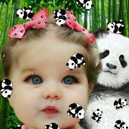 baby pandas cute srccutepandas cutepandas freetoedit