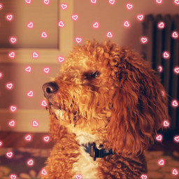 cute dog heart mochi adorable camera srctinyneonhearts tinyneonhearts freetoedit