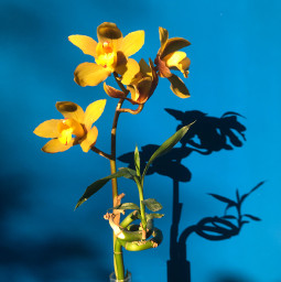 orchid shadows yellow pcshadows