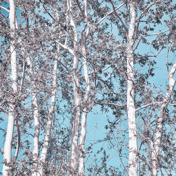 sycamoretrees whitebark blueskies nature leaves wallpaper