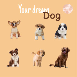 freetoedit games ouppy dog oet dream game games_ship challenge questions answers pastel bye showmeyrdreamdog😍✨ 🦮 🐕 🐶 🐩 showmeyrdreamdog