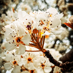 nature spring springaesthetic flower kingcollection white flowerphotography