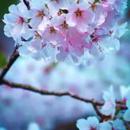 kingcollection nature flower flowerphotography spring bluehue white pink freetoedit