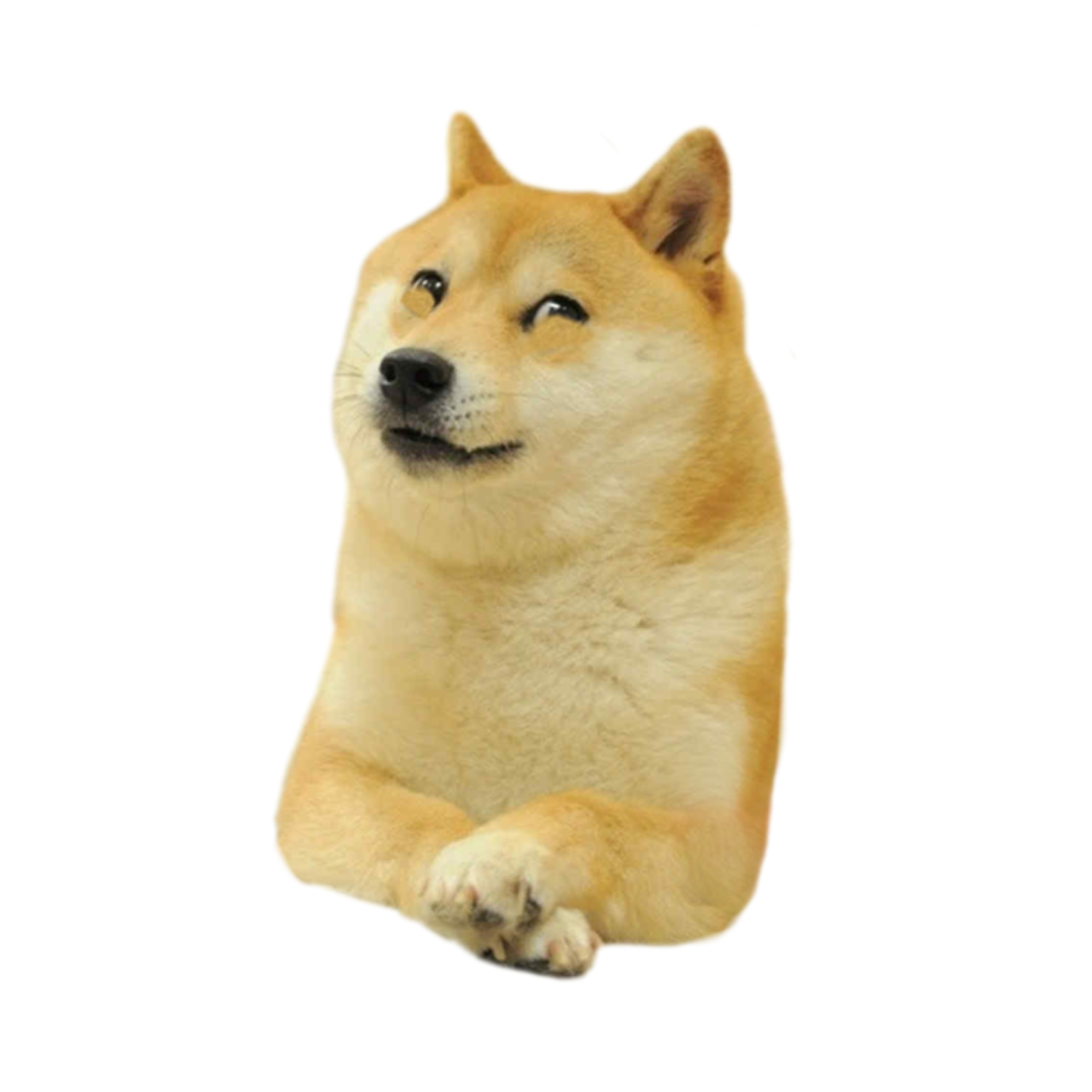 Сиба ину доги. Сиба ину догикоин. Сиба ину Кабосу. Сиба ину Doge meme.