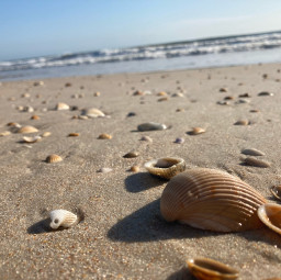 freetoedit beach shells ocean sea sand florida shore day summer closeup nature seashells calming sunshine