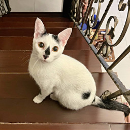cat kitten pet cut adorable blackandwhite home house stairs