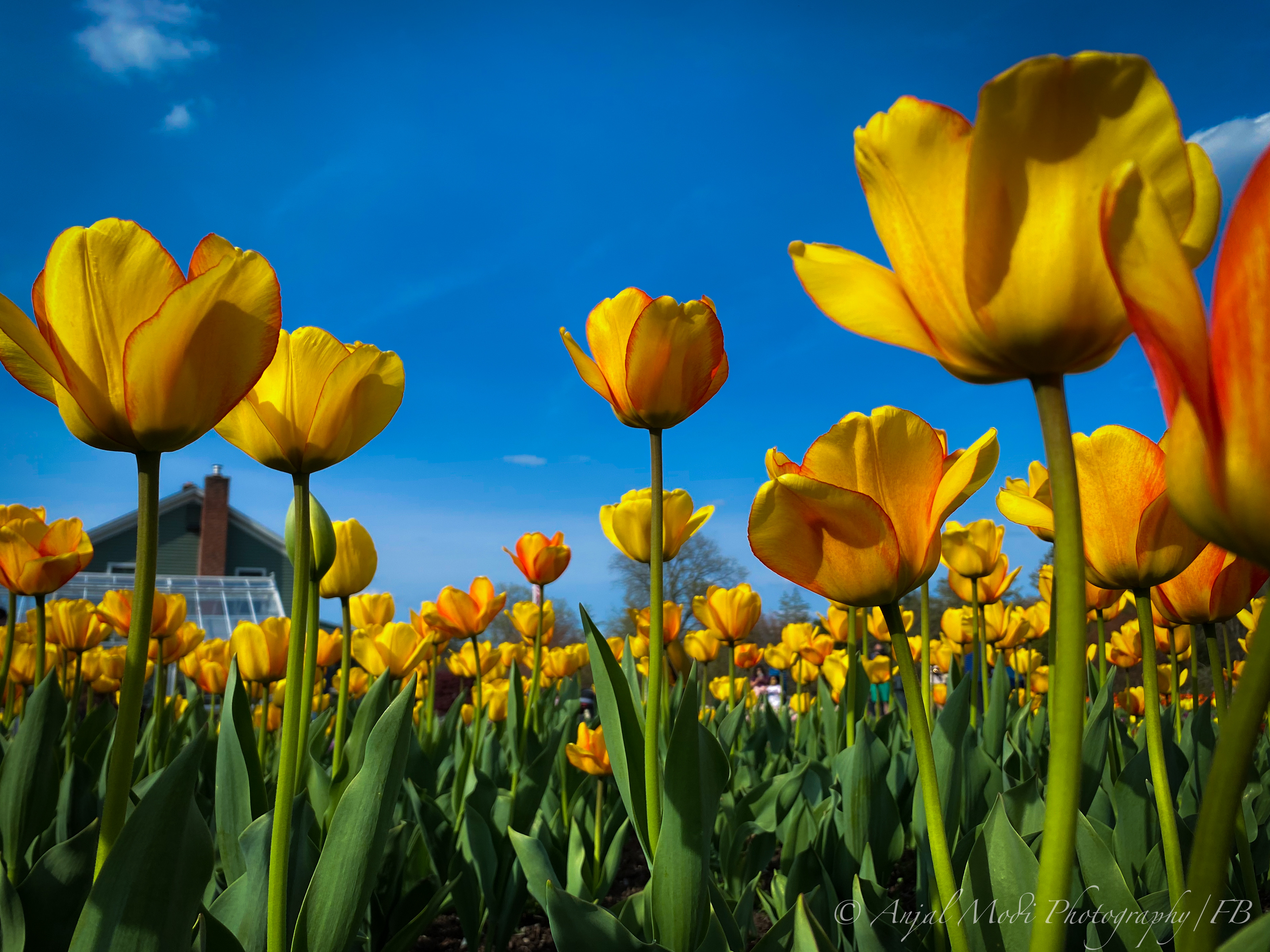 “The Yellow Drama” by king#flower #flowerphotography #nature #flowers #tulips #tulipfestival #yellowaesthetics #blue #blueaesthetic #background #backgrou