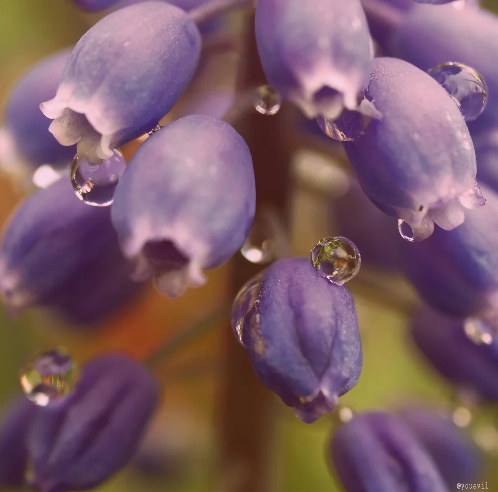 #bell#bluebell#waterdrops#droplets #flower#texasstarteflower#stateflower#blue#beautiful #picsarteffect#warmeffect#flor#fiore#blume#bloom#spring
#freetoedit
