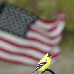 freetoedit americangoldfinch americanflag myoriginalphoto