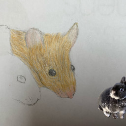 mouse drawing cute cari schoki caramell maus zeichnung freetoedit