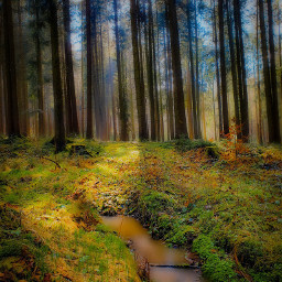 forestphotography forest beautyofnature trees spring inthewoods intheforest freetoedit