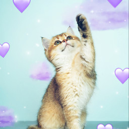 cat freetoedit srcpurpleclouds purpleclouds