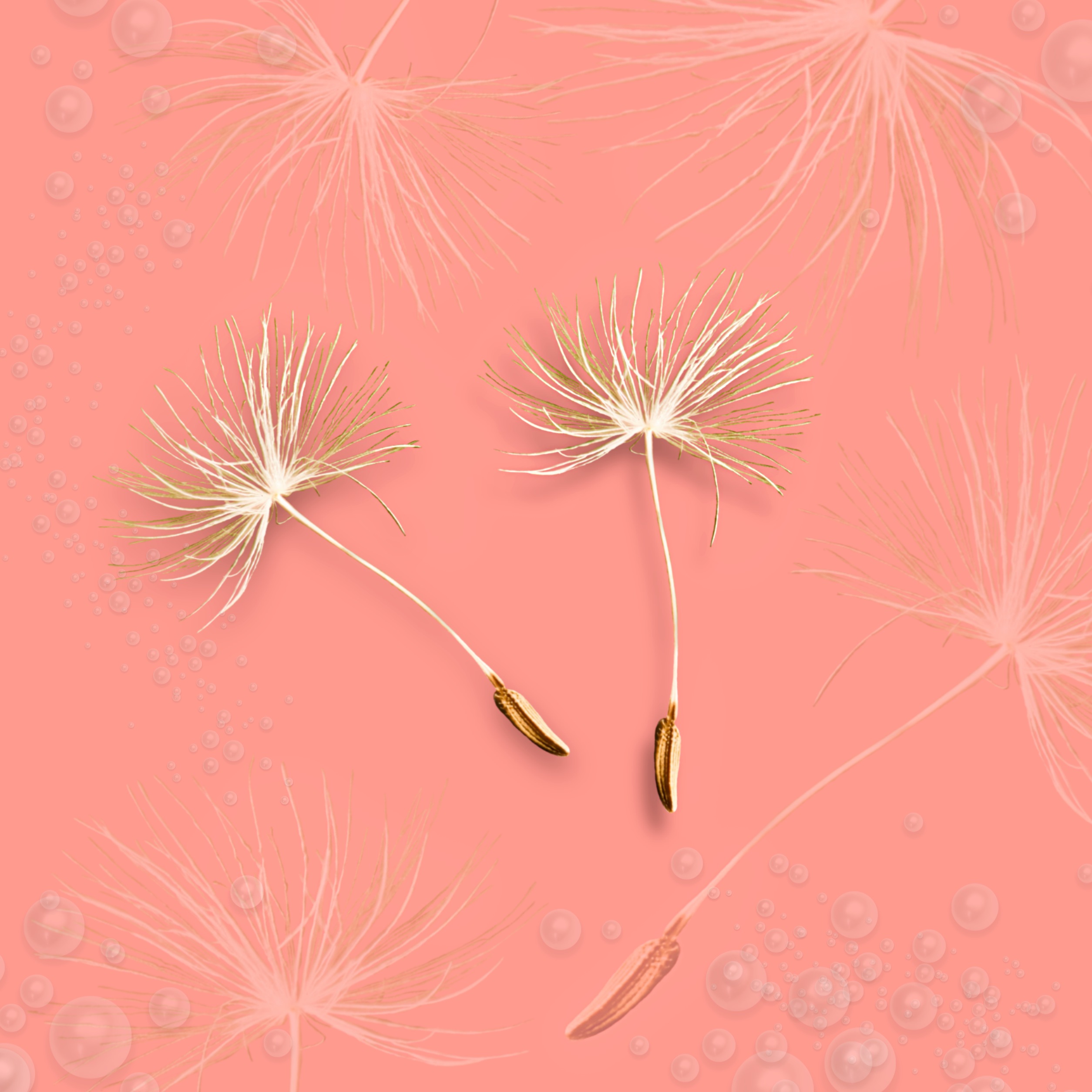 In love with my friend's photography @mrsorriso1747 🍃💛#wishes #dandelionseeds #coral #pastel #pearlbrushes #background #madewithpicsart #freetoedit 