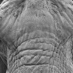 freetoedit photography animals elephants monochromeemojis