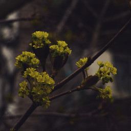 spring tree russia flower yellow green interesting travel photography