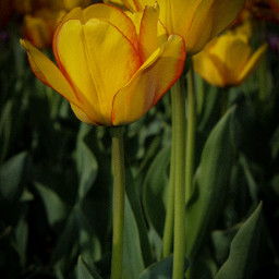 freetoedit nature flower flowerphotography yellowaesthetic tulips tulipsflower myphoto photography kingcollection wallpaper background
