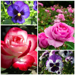 flowers purpleaesthetic
