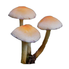 mushroom mushrooms mushroomcore mushroomaesthetic tiny goblin goblincore cottagecore cottagecoreaesthetic nature naturecore freetoedit